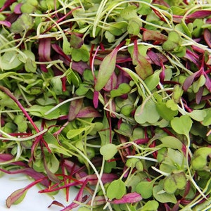 Spicy Salad Mix MICROGREEN Seeds | Heirloom | Non-GMO | Seeds for Sprouting