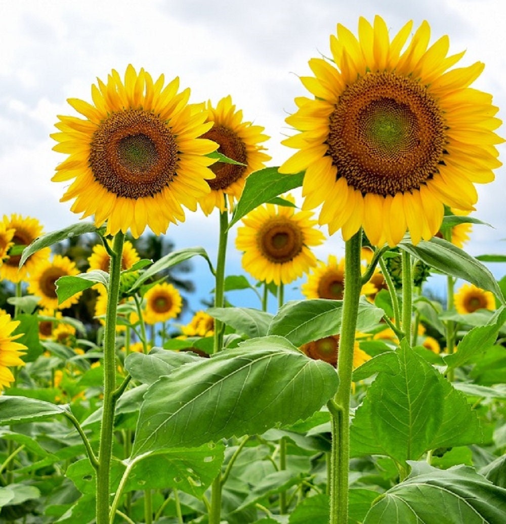 Organic Non-GMO Fireworks Blend Sunflower