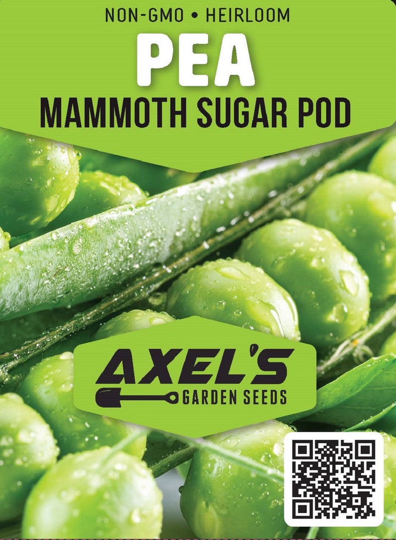 Mammoth Snow Sugar Pea Seeds Heirloom Non-GMO Fresh Garden Seeds image 2