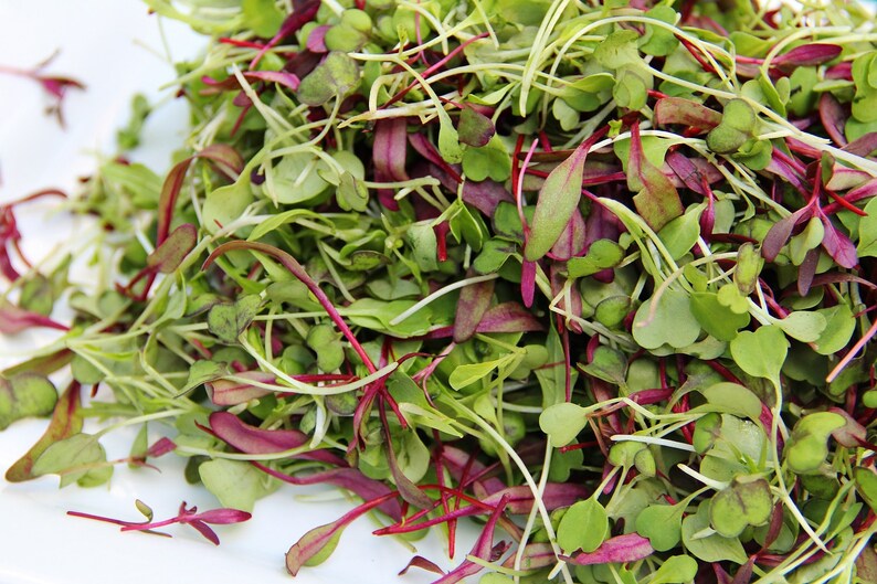 Spicy Salad Mix MICROGREEN Seeds Heirloom Nongmo Seeds Etsy