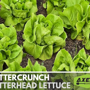 Buttercrunch Butterhead Lettuce Heirloom Seeds - Open Pollinated, Non GMO, Heirloom Seeds, Lettuce Seeds, Vegetable Seeds