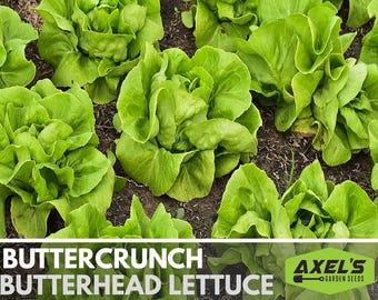 Buttercrunch Butterhead Lettuce Heirloom Seeds - Open Pollinated, Non GMO, Heirloom Seeds, Lettuce Seeds, Vegetable Seeds