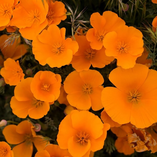 California Poppy Seeds | Non-GMO | Heirloom | Fresh Garden Seeds