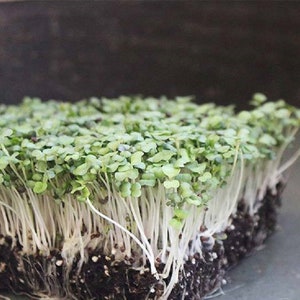 Purple Top White Globe MICROGREEN Semillas / No-GMO / Reliquia / Semillas germinadas