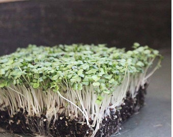 Purple Top White Globe MICROGREEN Seeds | Non-GMO | Heirloom | Sprouting Seeds