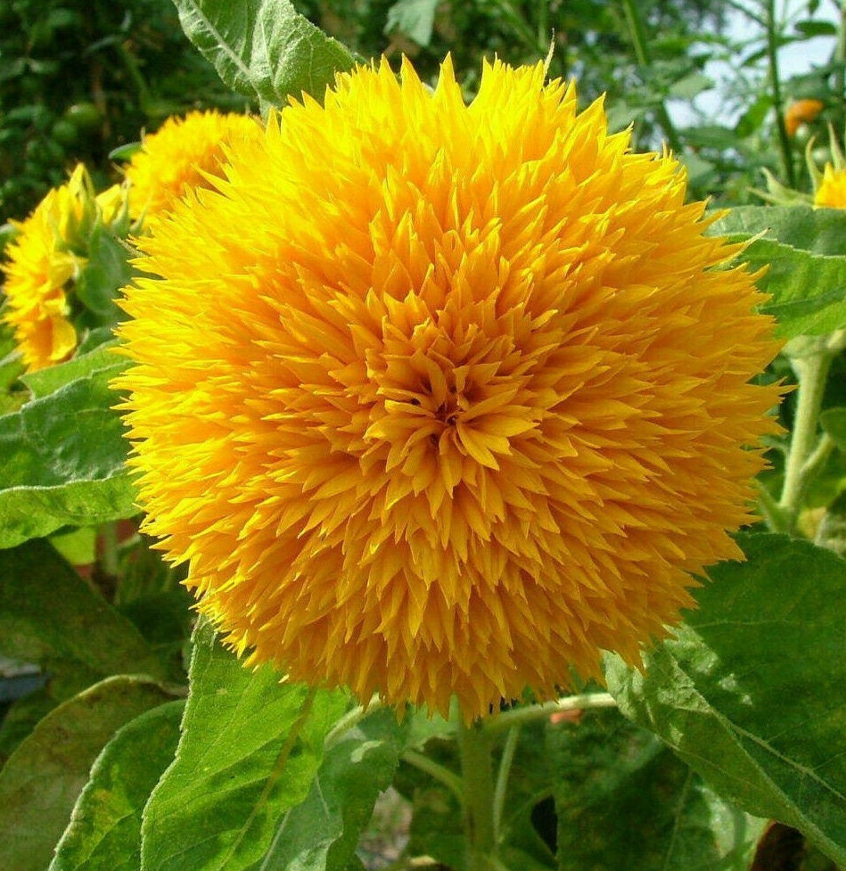 Teddy Bear Sunflower Seeds | Non-GMO | Fresh Garden Seeds