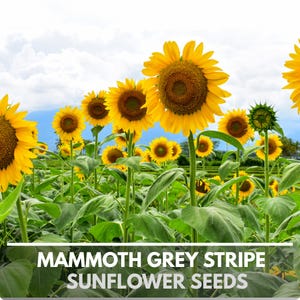 Mammoth Grey Stripe Heirloom Sunflower Seeds - Open Pollinated, Flower Seeds, Non-GMO