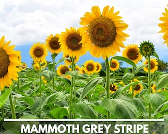 Mammoth Grey Stripe Heirloom Sunflower Seeds - Open Pollinated, Flower Seeds, Non-GMO