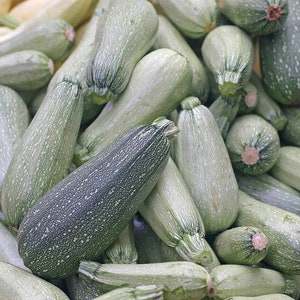 Summer Zucchini Squash Seeds | Non-GMO | Heirloom | Fresh Garden Seeds
