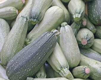 Summer Zucchini Squash Seeds | Non-GMO | Heirloom | Fresh Garden Seeds