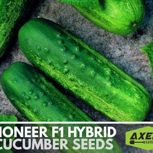 Pioneer F1 Hybrid Cucumber Seeds - Heirloom Seeds, Pickling Cucumber, High Yield, Cucumis Sativus, Open Pollinated, Non-GMO