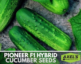 Pioneer F1 Hybrid Cucumber Seeds - Heirloom Seeds, Pickling Cucumber, High Yield, Cucumis Sativus, Open Pollinated, Non-GMO
