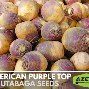 American Purple Top Rutabaga Heirloom Non-GMO Seeds