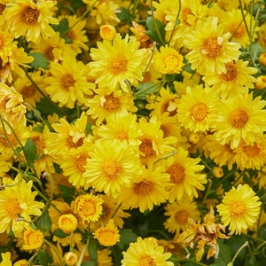 Cosmo Bright Light Flower Seeds | Non-GMO | Heirloom | Fresh Garden Seeds