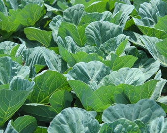 Georgia Southern Collard Seeds | Heirloom | Non-GMO | Fresh Garden Seeds