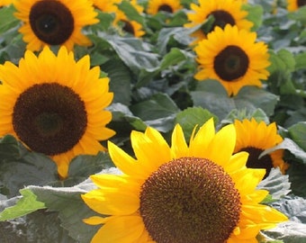 Sunflower Seeds - Dwarf Yellow Sunspot, Heirloom, Free Shipping