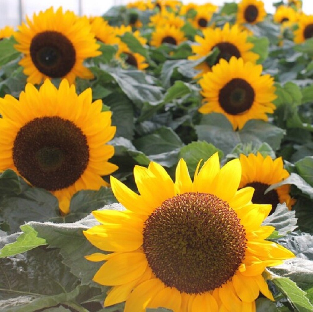 Dwarf Incredible Sunflower Seeds - Heirloom Seeds, Dwarf Sunflower ...