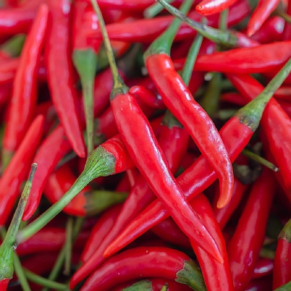 Hot Cayenne Pepper Seeds | Non-GMO | Heirloom | Fresh Garden Seeds