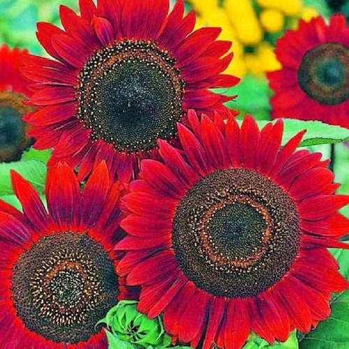 Velvet Queen Sunflower Seeds Heirloom Annual Flower Seeds to Etsy