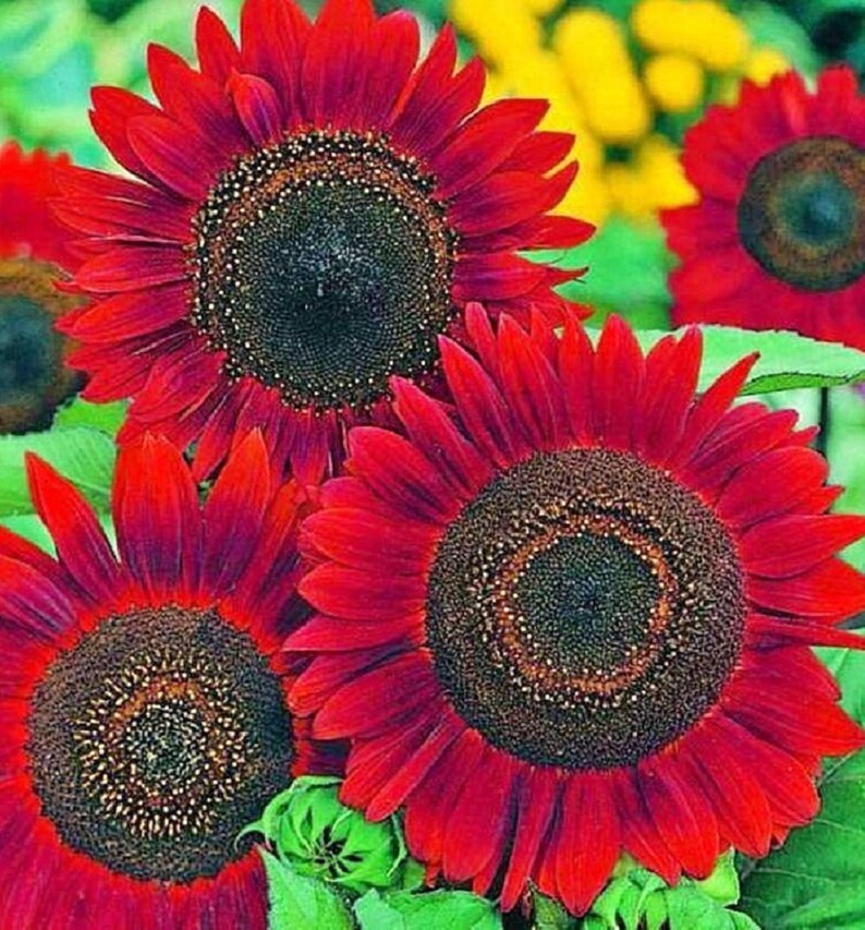 Velvet Queen Sunflower Seeds Heirloom Annual Flower Seeds to Etsy
