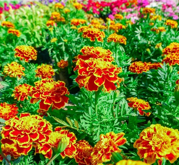 Sparky Mix French Marigold Seeds | Non-GMO | Heirloom | Fresh Garden Seeds