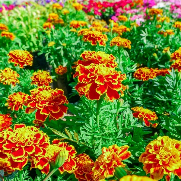 Sparky Mix French Marigold Seeds | Non-GMO | Heirloom | Fresh Garden Seeds