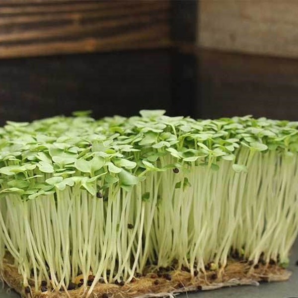 Southern Giant Curled Mustard MICROGREEN Seeds | Heirloom | Non-GMO | Seeds for Sprouting