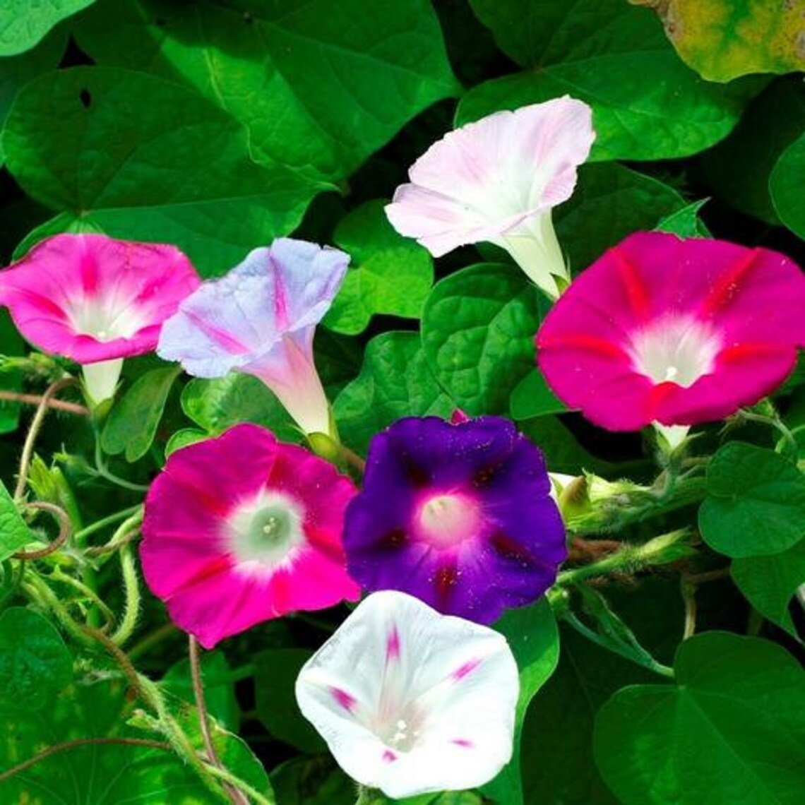 Morning Glory Mixed Flower Seeds Planting Instructions Etsy