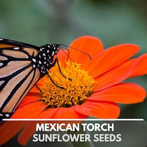 Mexican Sunflower Annual Heirloom Non-GMO Flower Seeds