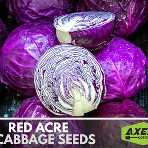 Red Acre Cabbage Heirloom Non-GMO Seeds
