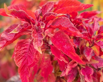 Red Garnet Amaranth Seeds | Heirloom & Non-GMO | Fresh Garden Seeds