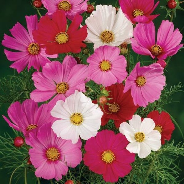 Cosmo Sensation Mix Flower Seeds | Non-GMO | Heirloom | Fresh Garden Seeds