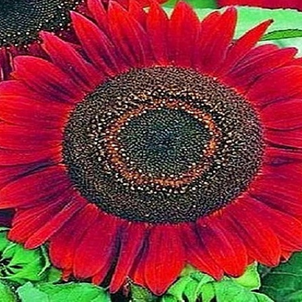 Velvet Queen Sunflower Seeds | Heirloom Annual Flower Seeds to Plant | Non-GMO Gardening Seeds
