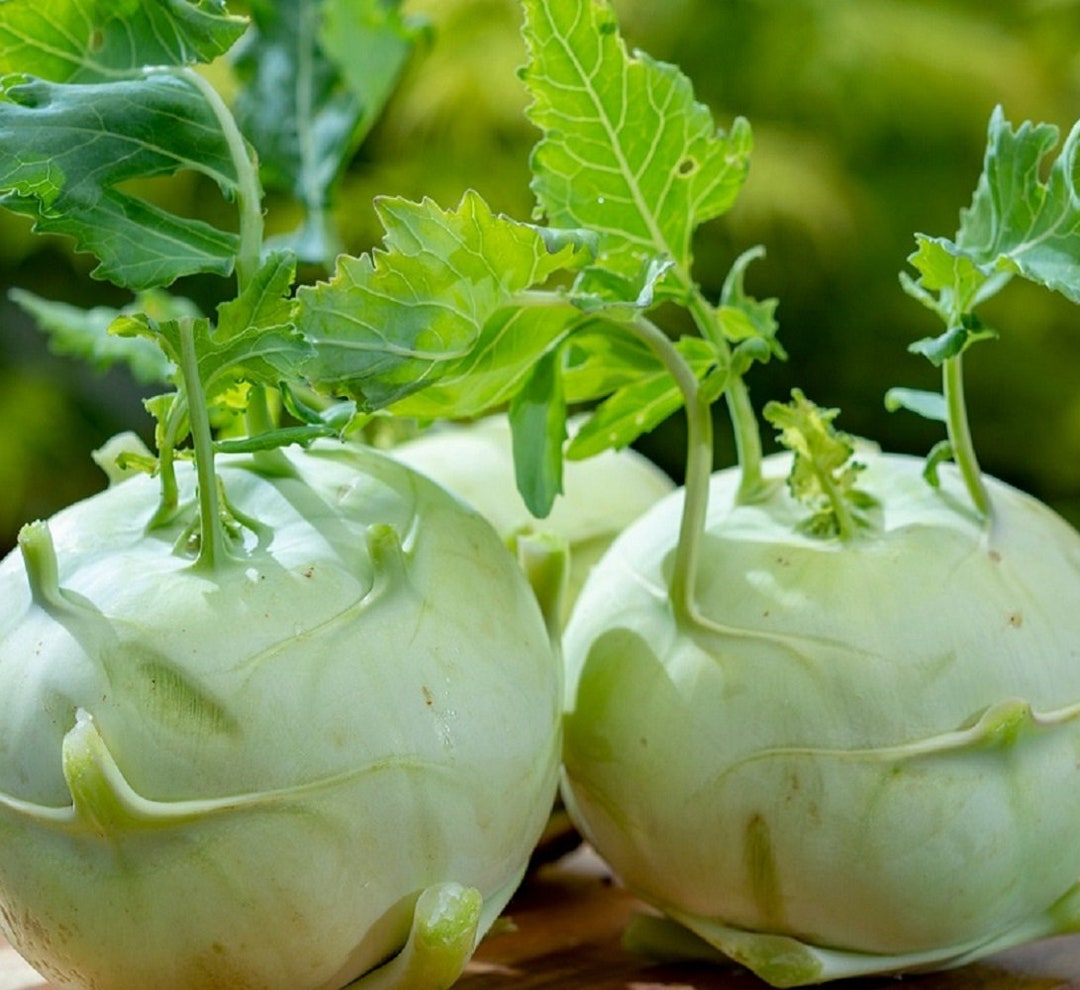 Giant White Kohlrabi Seeds | Heirloom | Non-gmo | Fresh Garden Seeds - Etsy