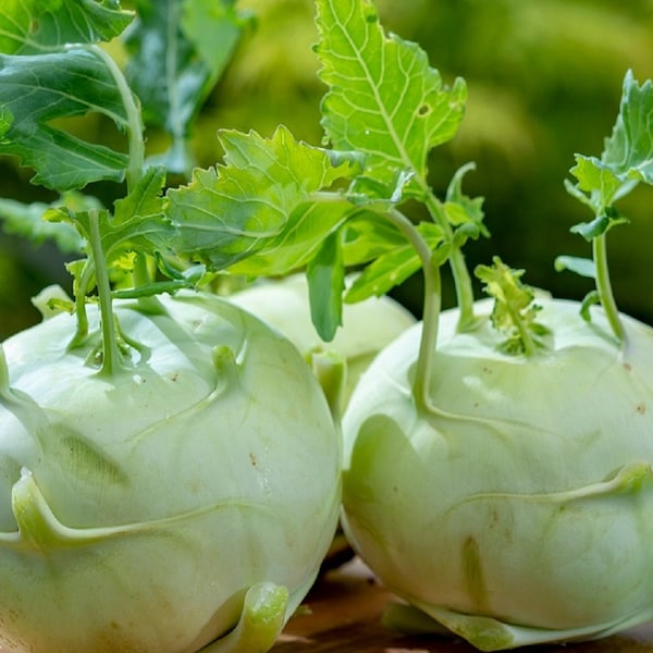 Giant White Kohlrabi Seeds | Heirloom | Non-GMO | Fresh Garden Seeds