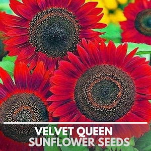 Velvet Queen Sunflower Seeds - Heirloom Flower Seeds, Cut Flowers, Open Pollinated, Non-GMO
