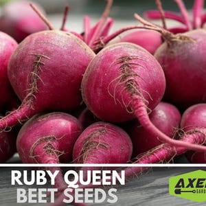 Ruby Queen Beet Heirloom Non-GMO Seeds