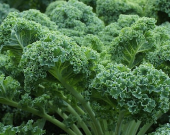 Vates Blue Scotch Kale Seeds | Heirloom | Non-GMO | Fresh Garden Seeds