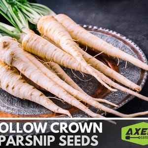 Hollow Crown Parsnip Heirloom Seeds - Non-GMO, Open Pollinated, Untreated, Root Vegetables, Fall Garden