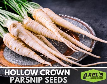Hollow Crown Parsnip Heirloom Seeds - Non-GMO, Open Pollinated, Untreated, Root Vegetables, Fall Garden