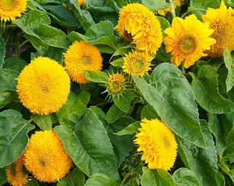Sunflower Seeds Dwarf Teddy Bear Heirloom Non-GMO Free Shipping