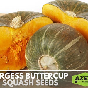 Burgess Buttercup Winter Squash Heirloom Non-GMO Seeds