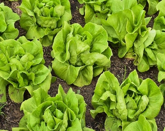 Buttercrunch Butterhead Lettuce Seeds | Non-GMO | Heirloom | Fresh Garden Seeds