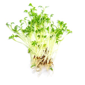 Semillas MICROGREEN de Albahaca Canela / Sin OGM / Reliquia / Semillas para Brotar