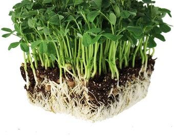 May include: A close-up of a square of pea shoots, showing the green leaves and stems growing from a dark soil base. The white roots are visible at the bottom, creating a contrast against the soil and leaves.