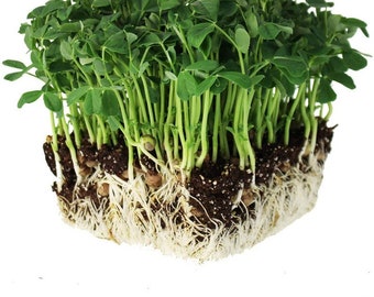 Dun Pea MICROGREEN Seeds | Non-GMO | Heirloom | Seeds for Sprouting