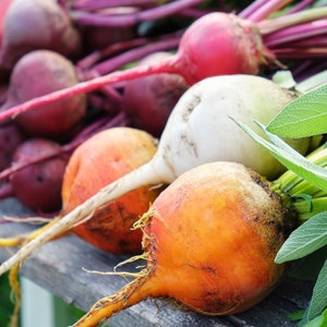 Rainbow Blend Beet Seeds | Heirloom & Non-GMO | Fresh Gardening Seeds