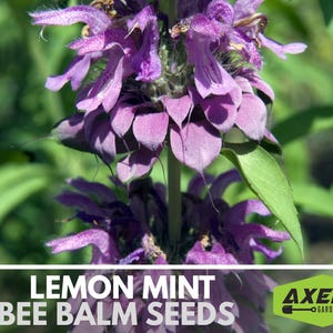 Lemon Mint Bee Balm, Bergamot Herb Heirloom Seeds