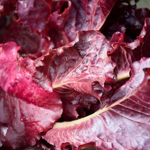 Ruby Leaf Lettuce Seeds | Non-GMO | Heirloom | Fresh Garden Seeds