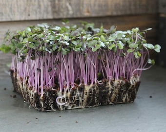 Red Acre Cabbage MICROGREEN Seeds | Heirloom | Non-GMO | Seeds for Sprouting